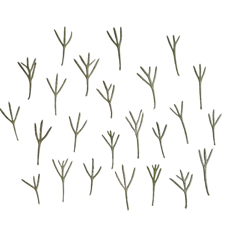 24 stuks, echte geperste achil - Dried Flower Bookmark recensie en prijs